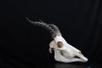 Blesbok Schedel - Damaliscus pygargus phillipsi - 0 cm - 0, Verzamelen, Dierenverzamelingen, Nieuw