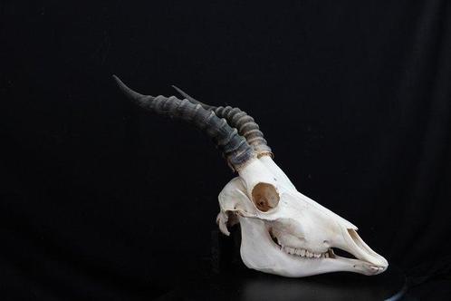 Blesbok Schedel - Damaliscus pygargus phillipsi - 0 cm - 0, Verzamelen, Dierenverzamelingen