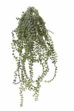Siererwt hang l55cm groen header Supermooie Hangplant, Nieuw
