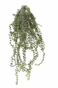 Siererwt hang l55cm groen header Supermooie Hangplant, Huis en Inrichting, Woonaccessoires | Kunstplanten en Kunstbloemen, Nieuw