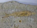 Vis - Gefossiliseerd dier - Lycoptera - 21 cm (Zonder