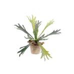 Kunstplant - Staghorn Fern - Hertshoorn - 33 cm, Huis en Inrichting, Woonaccessoires | Kunstplanten en Kunstbloemen, Nieuw