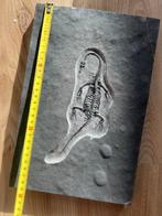 Zeereptiel - Gefossiliseerd dier - Keichousaurus - 30.2 cm -