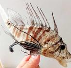 verzamelobject Taxidermie volledige montage -, Antiek en Kunst