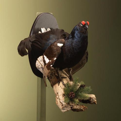 Korhoen Taxidermie Opgezette Dieren By Max, Verzamelen, Dierenverzamelingen, Opgezet dier, Nieuw, Vogel, Ophalen of Verzenden