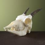 Steenbok Ibex Schedel Taxidermie Opgezette Dieren By Max, Verzamelen, Dierenverzamelingen, Ophalen of Verzenden, Nieuw, Wild dier