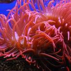 Rode tepelanemoon, Dieren en Toebehoren, Vissen | Aquariumvissen