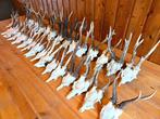 Reebok Taxidermie wandmontage - Capreolus capreolus - 20 cm, Nieuw