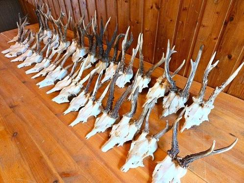 Reebok Taxidermie wandmontage - Capreolus capreolus - 20 cm, Verzamelen, Dierenverzamelingen