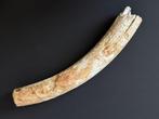 Wolharige mammoet - Gefossiliseerde slagtand - Mammuthus, Verzamelen, Mineralen en Fossielen