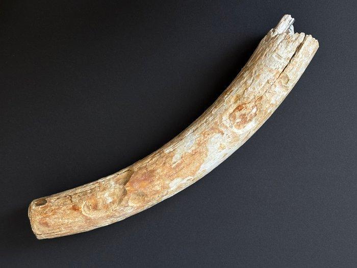 Wolharige mammoet - Gefossiliseerde slagtand - Mammuthus, Verzamelen, Mineralen en Fossielen