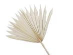 Palmblad Sun cut gebleekt 5st Palm blad, Hobby & Loisirs créatifs, Bricolage