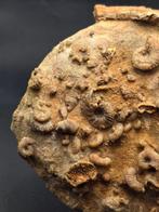 Fossiel - Gefossiliseerd dier - piece of seabed hundreds of, Verzamelen, Mineralen en Fossielen