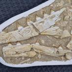 Big fossil mosasaur jaw - Gefossiliseerde kaak - Halisaurus