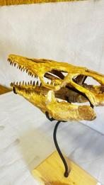 Zeereptiel - Fossiele schedel - mosasaurio - 62 cm - 24 cm