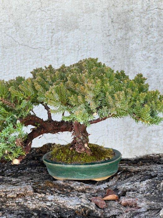 Jeneverbes bonsai (Juniperus) - Hoogte (boom): 20 cm -, Antiquités & Art, Curiosités & Brocante