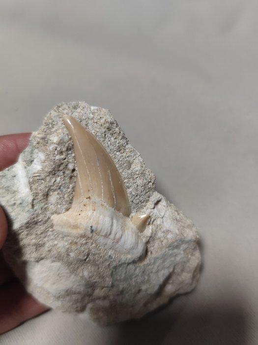 Haai - Fossiele tand - 4.5 cm - 3.5 cm (Zonder Minimumprijs), Verzamelen, Mineralen en Fossielen