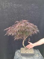 Japanese maple bonsai (Acer palmatum) - Hauteur (arbre) : 60