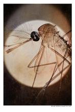 Arnold Mariashin - Insect 101 - XL - No reserve, Antiek en Kunst