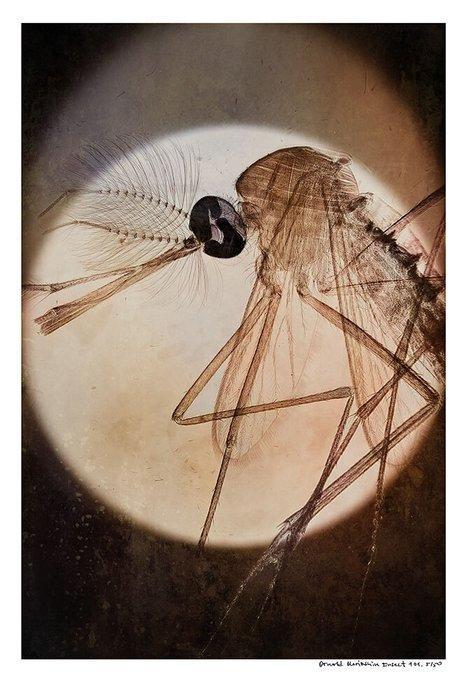 Arnold Mariashin - Insect 101 - XL - No reserve, Antiek en Kunst, Kunst | Designobjecten
