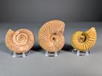 Set ammonieten - Gefossiliseerde schelp - Acanthoceras sp.,, Verzamelen, Mineralen en Fossielen