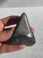 grote witte haai - Fossiele tand - Cosmopolitodus hastalis -, Verzamelen, Mineralen en Fossielen