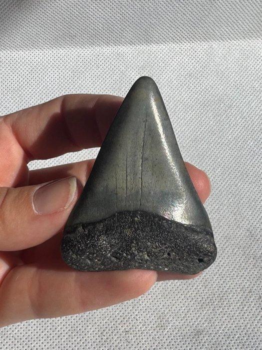 grote witte haai - Fossiele tand - Cosmopolitodus hastalis -, Verzamelen, Mineralen en Fossielen