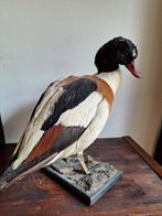 Taxidermie Opgezette bergend/eend Taxidermie volledige, Nieuw