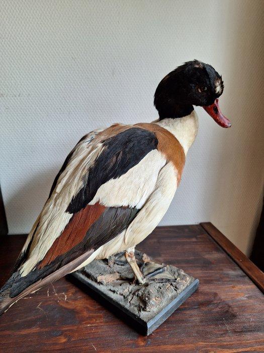 Taxidermie Opgezette bergend/eend Taxidermie volledige, Verzamelen, Dierenverzamelingen