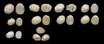 Égypte 10 Egyptian scarabs/scaraboids Hyksos period, c. 1750