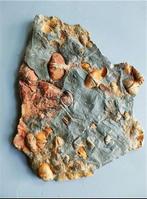 Cyrtiopirifersinensis - Gefossiliseerde schelp - Colorful, Verzamelen, Mineralen en Fossielen
