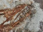 Zeldzaam compleet skelet van Paraves, avialan theropode