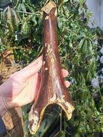 Wolharige mammoet - Fossiel wervelbot - Mammuthus, Verzamelen, Mineralen en Fossielen