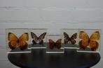 Butterfly in resin Taxidermie wandmontage - various, Nieuw