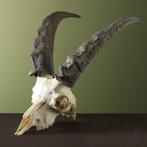 Steenbok Ibex Schedel Taxidermie Opgezette Dieren By Max, Ophalen of Verzenden, Opgezet dier