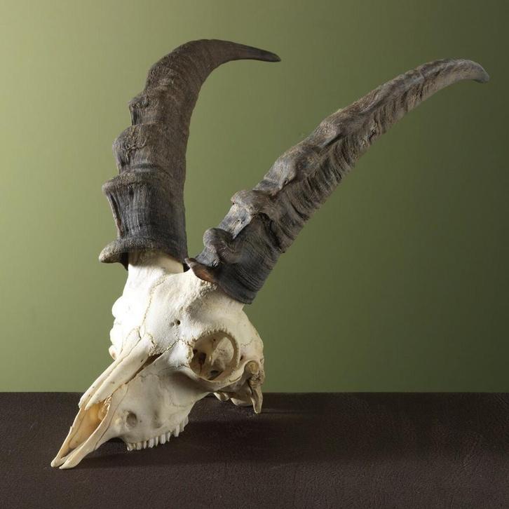 Steenbok Ibex Schedel Taxidermie Opgezette Dieren By Max, Collections, Collections Animaux, Enlèvement ou Envoi