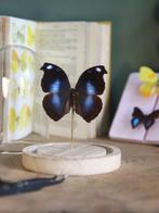 Papillon de nuit Support de corps entier pour taxidermie -, Antiquités & Art, Curiosités & Brocante