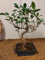 Vijgenboom bonsai (Ficus) - Hoogte (boom): 33 cm - Diepte
