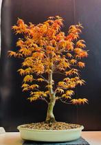 Japanese maple bonsai (Acer palmatum) - Hoogte (boom): 55 cm