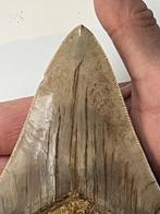 Grote Megalodon tand 13,0 cm - Fossiele tand - Carcharocles, Verzamelen, Mineralen en Fossielen