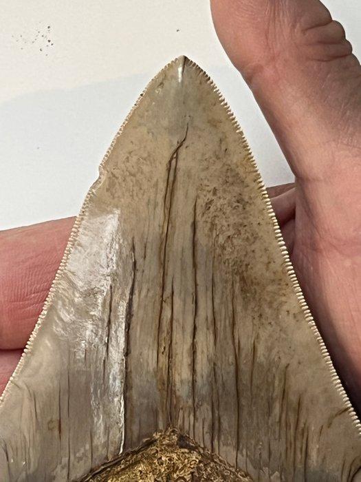 Grote Megalodon tand 13,0 cm - Fossiele tand - Carcharocles, Verzamelen, Mineralen en Fossielen