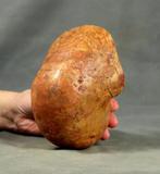 Nautiloïd met een schelp. - Gefossiliseerd dier - Cenoceras, Verzamelen