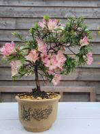 Azalea bonsai (Rhododendron) - Hoogte (boom): 30 cm - Diepte
