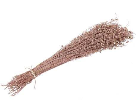 Lino Grass Vlas Linum Bundel Orange 100 gr   droogbloemen, Hobby en Vrije tijd, Knutselen, Nieuw