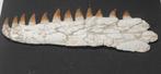 Zeereptiel - Gefossiliseerde kaak - Mosasaurus sp. - 36.5 cm