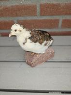 Bonte kwartel Taxidermie volledige montage - Coturnix, Collections, Collections Animaux