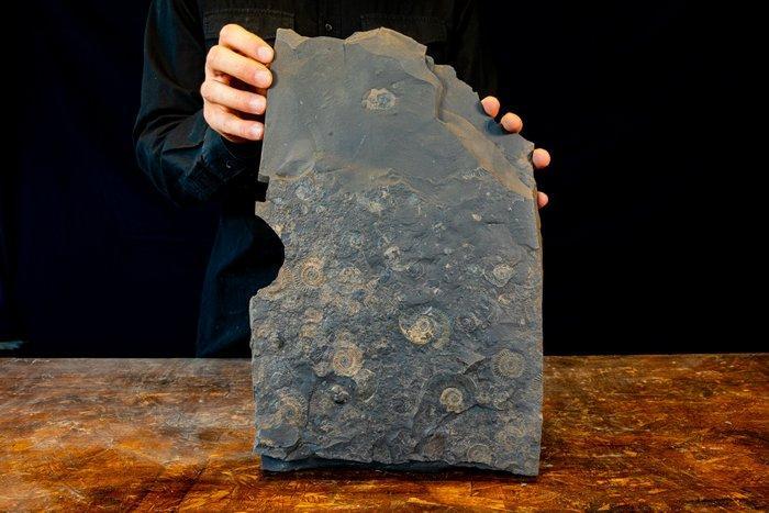 Grote lastra met tanatocesi positief + negatief -, Verzamelen, Mineralen en Fossielen