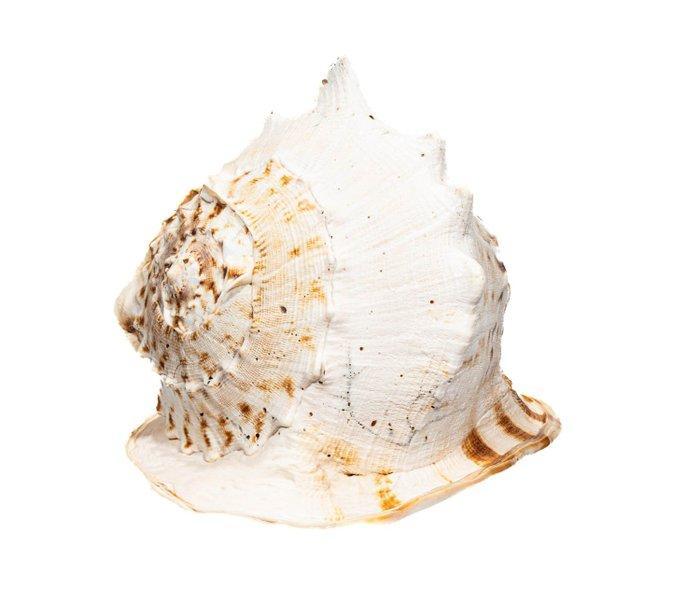 ***Een verzamelstuk van de hoogste klasse*** GROTE wormwiel, Collections, Collections Animaux