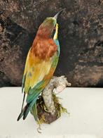 Europese bijeneter Taxidermie volledige montage - Merops, Verzamelen, Nieuw
