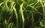 Tropica Cryptocoryne crispatula - Pot, Dieren en Toebehoren, Verzenden, Nieuw
